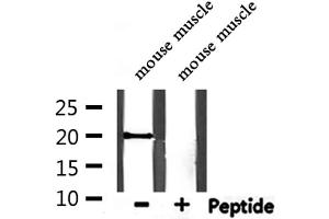 Western blot analysis of extracts from mouse muscle, using SNCG Antibody. (SNCG 抗体  (C-Term))