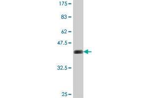 Western Blot detection against Immunogen (36. (PCDH7 抗体  (AA 31-124))