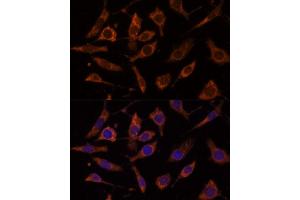 Immunofluorescence (IF) image for anti-Ribosomal Protein L24 (RPL24) (AA 38-157) antibody (ABIN7269998)