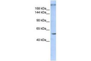 Image no. 1 for anti-Zinc Finger Protein 407 (ZNF407) (AA 900-949) antibody (ABIN6740328) (ZNF407 抗体  (AA 900-949))