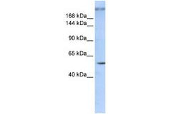 ZNF407 anticorps  (AA 900-949)