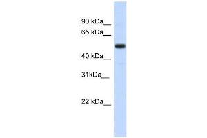 IRX3 antibody used at 0. (IRX3 抗体  (N-Term))