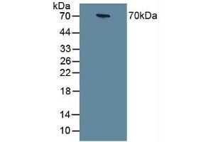Detection of CHGA in Human Serum using Polyclonal Antibody to Chromogranin A (CHGA) (Chromogranin A 抗体  (AA 15-148))