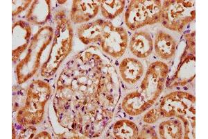 IHC image of ABIN7152772 diluted at 1:289 and staining in paraffin-embedded human kidney tissue performed on a Leica BondTM system.