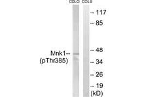 Western Blotting (WB) image for anti-MAP Kinase Interacting serine/threonine Kinase 1 (MKNK1) (AA 351-400), (pThr385) antibody (ABIN1532155)