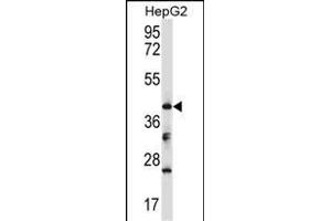Mouse Bckdk Antibody (Center) (ABIN657720 and ABIN2846707) western blot analysis in HepG2 cell line lysates (35 μg/lane). (BCKDK 抗体  (AA 159-188))