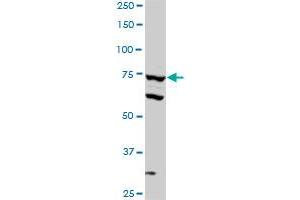 Western Blotting (WB) image for anti-Sterol Regulatory Element Binding Transcription Factor 1 (SREBF1) (AA 801-900) antibody (ABIN562994)
