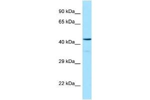 Western Blotting (WB) image for anti-Hypocretin (Orexin) Receptor 1 (HCRTR1) (C-Term) antibody (ABIN970862) (HCRTR1 抗体  (C-Term))