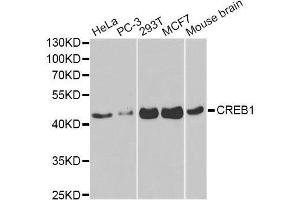 Western blot analysis of extracts of various cell lines, using CREB1 antibody. (CREB1 抗体)