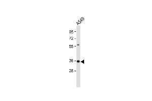 Anti-CASP5 Antibody (Center) at 1:2000 dilution + A549 whole cell lysate Lysates/proteins at 20 μg per lane. (CASP5 抗体  (AA 162-191))