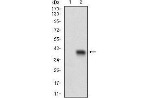 Western Blotting (WB) image for anti-CD93 (CD93) (AA 474-535) antibody (ABIN1724908)