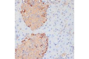 Immunohistochemistry of paraffin-embedded mouse pancreas using PTPRN2 antibody (ABIN7269710) at dilution of 1:100 (40x lens). (PTPRN2 抗体  (AA 22-242))