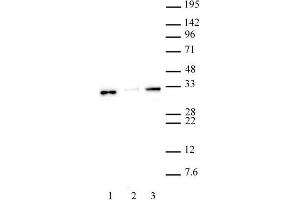 Histone H1. (Histone H1 抗体  (N-Term))