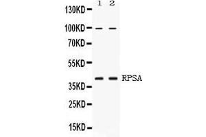 Western blot analysis of RPSA expression in HELA whole cell lysates ( Lane 1) and U2OS whole cell lysates ( Lane 2). (RPSA/Laminin Receptor 抗体  (AA 2-138))