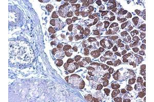 IHC-P Image LETM1 antibody detects LETM1 protein at cytoplasm on mouse stomach by immunohistochemical analysis. (LETM1 抗体  (C-Term))