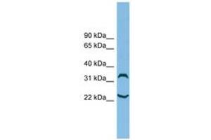 Image no. 1 for anti-Chromosome 6 Open Reading Frame 134 (C6orf134) (N-Term) antibody (ABIN6744726) (Chromosome 6 Open Reading Frame 134 (C6orf134) (N-Term) 抗体)