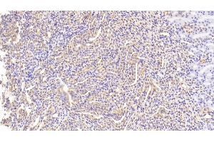 Detection of CD33 in Mouse Kidney Tissue using Polyclonal Antibody to Cluster Of Differentiation 33 (CD33)