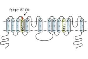 anti-Two Pore Segment Channel 2 (TPCN2) (2nd Lumenal Region), (AA 187-199) antibody