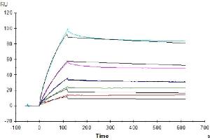 Surface Plasmon Resonance (SPR) image for Angiopoietin-Like 3 (ANGPTL3) (AA 17-219) protein (His-Avi Tag) (ABIN7273834)