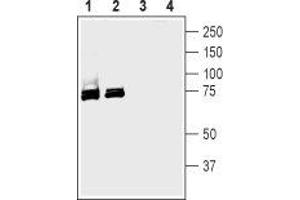 Western blot analysis of rat (lanes 1 and 3) and mouse (lanes 2 and 4) brain membranes: - 1,2. (SLC5A1 抗体  (Extracellular, N-Term))