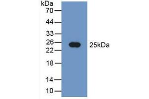 Western blot analysis of recombinant Human PEBP1. (PEBP1 抗体  (AA 2-187))