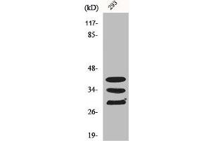 Western Blot analysis of COLO205 cells using hnRNP A1 Polyclonal Antibody
