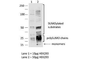 Sample:  HEK293 cells (10ug, 50ug)  Dilution : 1:1000 (SUMO3 抗体  (N-Term))