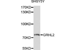 Western blot analysis of extracts of SH-SY5Y cells, using GRHL2 antibody (ABIN6003851) at 1/1000 dilution. (GRHL2 抗体)