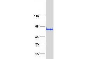 Validation with Western Blot