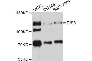 Western blot analysis of extracts of various cell lines, using DIS3 antibody. (DIS3 抗体)
