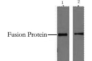 Western Blot analysis of 2 μg His fusion protein using His-Tag Monoclonal Antibody at dilution of 1) 1:5000 2) 1:10000. (His Tag 抗体)