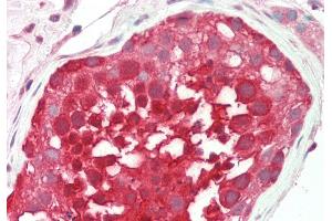 Rabbit Anti-RANBP1 antibody  Formalin Fixed Paraffin Embedded Tissue: Human Testis Primary antibody Concentration: 1:200 Secondary Antibody: Donkey anti-Rabbit-Cy3 Secondary Antibody Concentration: 1:200 Magnification: 20x Exposure Time: 0. (RANBP1 抗体  (C-Term))