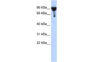 WB Suggested Anti-EXOC3 Antibody Titration: 0.