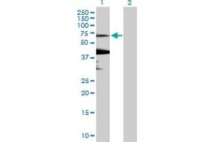 Western Blot analysis of KLHL7 expression in transfected 293T cell line by KLHL7 MaxPab polyclonal antibody. (KLHL7 抗体  (AA 1-586))