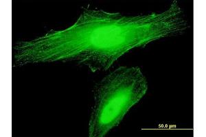 Immunofluorescence of purified MaxPab antibody to ANLN on HeLa cell. (Anillin 抗体  (AA 1-405))
