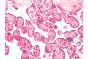 Human Placenta: Formalin-Fixed, Paraffin-Embedded (FFPE) (GPER 抗体  (C-Term))