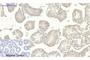 Immunohistochemical analysis of paraffin-embedded mouse testis tissue.