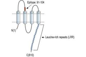 anti-Leucine Rich Repeat Containing 8 Family, Member A (LRRC8A) (1st Extracellular Loop), (AA 91-104) antibody