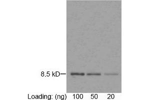Loading: purified rGuIL-8 (Z00288) Primary antibody: 1 µg/mL Mouse Anti-Human IL-8 Monoclonal Antibody (ABIN398306) Secondary antibody: Goat Anti-Mouse IgG (H&L) [HRP] Polyclonal Antibody (ABIN398387, 1: 1,000) The signal was developed with DAB substrate. (IL-8 抗体)