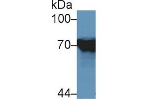 Detection of HSPA1L in Human HepG2 cell lysate using Polyclonal Antibody to Heat Shock 70 kDa Protein 1 Like Protein (HSPA1L) (HSPA1L 抗体  (AA 1-641))