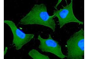 ICC/IF analysis of 14-3-3 tau in HeLa cells line, stained with DAPI (Blue) for nucleus staining and monoclonal anti-human 14-3-3 tau antibody (1:100) with goat anti-mouse IgG-Alexa fluor 488 conjugate (Green). (14-3-3 theta 抗体  (AA 1-245))