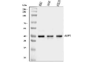 Western blot analysis of AUP1 using anti-AUP1 antibody (ABIN7602440).
