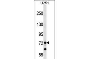 PEG10 Antibody (N-term) (ABIN656590 and ABIN2845851) western blot analysis in  cell line lysates (35 μg/lane). (PEG10 抗体  (N-Term))