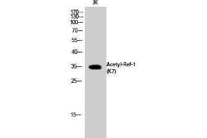 Western Blotting (WB) image for anti-Apurinic/Apyrimidinic Endonuclease 1 (APEX1) (acLys7) antibody (ABIN3181881) (APEX1 抗体  (acLys7))