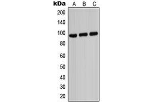 Western blot analysis of ABCB7 expression in HeLa (A), Raw264. (ABCB7 抗体  (C-Term))