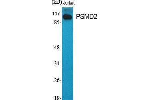 Western Blot (WB) analysis of specific cells using PSMD2 Polyclonal Antibody. (PSMD2 抗体  (N-Term))