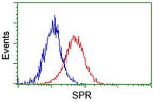 Image no. 6 for anti-Sepiapterin Reductase (SPR) antibody (ABIN1501115)