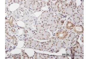 Immunoperoxidase of purified MaxPab antibody to DKC1 on formalin-fixed paraffin-embedded human salivary gland. (DKC1 抗体  (AA 1-514))