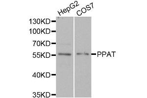 Western blot analysis of extracts of HepG2 and COS7 cell lines, using PPAT antibody. (PPAT 抗体)