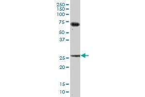 BCAP31 MaxPab polyclonal antibody. (BCAP31 抗体  (AA 1-246))